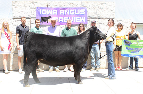 Champion Heifer, 2022 Iowa Open Angus Preview