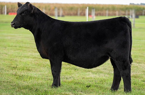 165 - All Me x DHD Whiskey Girl 004D ET